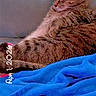 Baby Kitty is registered to the contest to win money with this photo: cat, tabby_cat, feline, pet, animal, couch, blanket, blue_blanket, indoor, relaxed, sleepy, fur, striped, whiskers, ears, tail, resting, domestic_animal, cozy, comfort