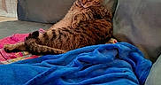 Baby Kitty joined the competition — help win amazing prizes! cat, tabby_cat, couch, blanket, blue_blanket, indoor, relaxed, sleeping, fur, pet, cozy, furniture, domestic_animal, resting, curtain, striped, animal, mammal, comfort, home