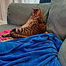 cat, tabby_cat, couch, blanket, blue_blanket, indoor, relaxed, sleeping, fur, pet, cozy, furniture, domestic_animal, resting, curtain, striped, animal, mammal, comfort, home