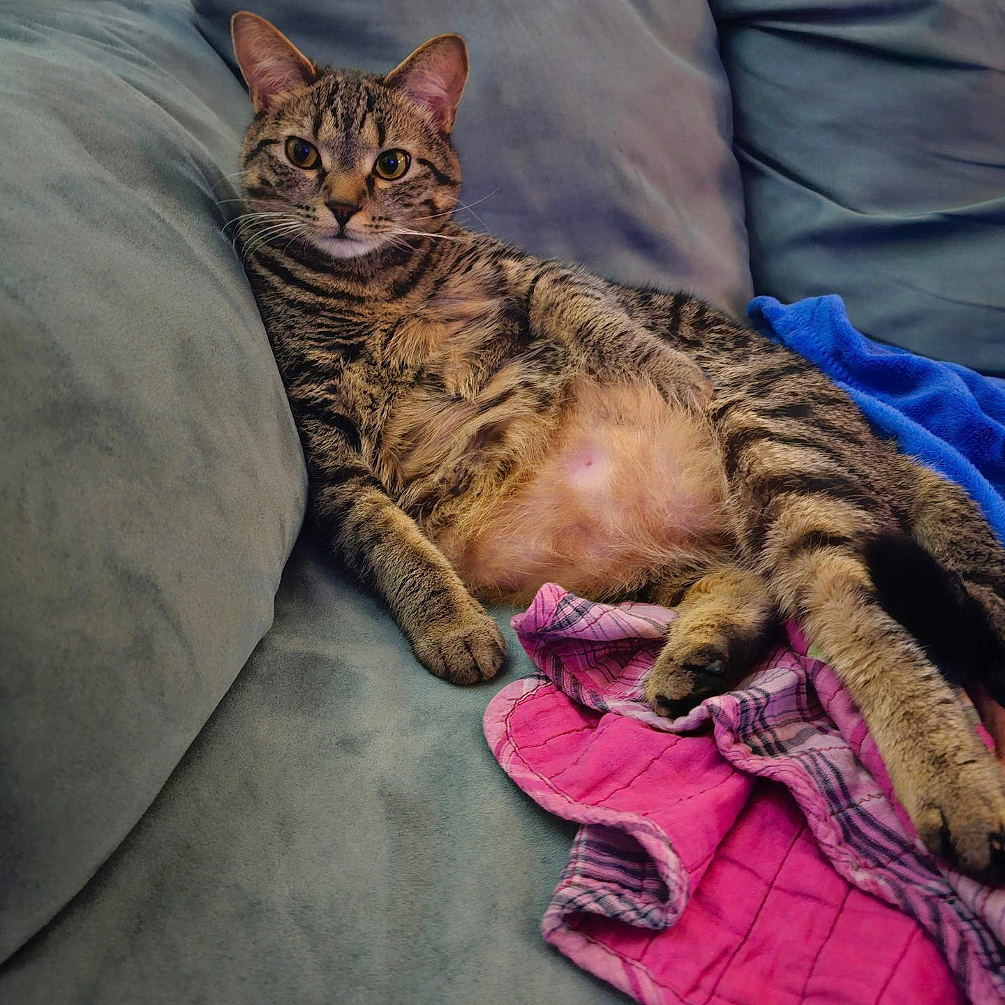 Baby Kitty is registered to the contest to win money with this photo: cat, tabby, couch, blanket, relaxed, pet, indoor, fur, whiskers, animal, feline, striped, cozy, resting, soft, domestic, cute, comfort, pink_blanket, blue_blanket