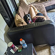 Bae joined the competition — help win amazing prizes! dog, person, couch, living_room, side_table, water_bottle, lamp, curtains, carpet, pillow, plush_toy, lighter, coaster, tattoo, relaxing, indoor, furniture, brown, black_and_white_dog, small_dog