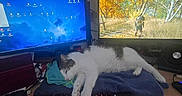 Wallace a rejoint le concours — aidez-le/la à gagner de superbes lots ! cat, computer_monitor, cozy, desk, electronics, feline, gaming, home_office, indoor, keyboard, monitor_stand, mouse, pet, relaxed, screen, sleeping, technology, towel, video_game, workspace