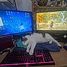 Wallace a rejoint le concours — aidez-le/la à gagner de superbes lots ! cat, sleeping, keyboard, computer_monitor, desk, indoor, technology, gaming, video_game, towel, pet, feline, home_office, electronics, screen, mouse, cozy, relaxed, monitor_stand, workspace