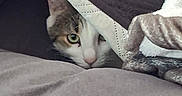 Wallace a rejoint le concours — aidez-le/la à gagner de superbes lots ! cat, peeking, blanket, cozy, indoor, feline, green_eye, curious, hiding, soft_texture, bed, comfort, domestic_animal, resting, cute, closeup, animal_face, whiskers, fur, shadow