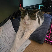 Wallace participe au concours pour gagner de l'argent avec cette photo : cat, animal, pet, sleeping, stretching, desk, keyboard, computer, monitor, paper, towel, indoor, tabby, white, relaxed, feline, technology, workspace, wooden_table, cozy