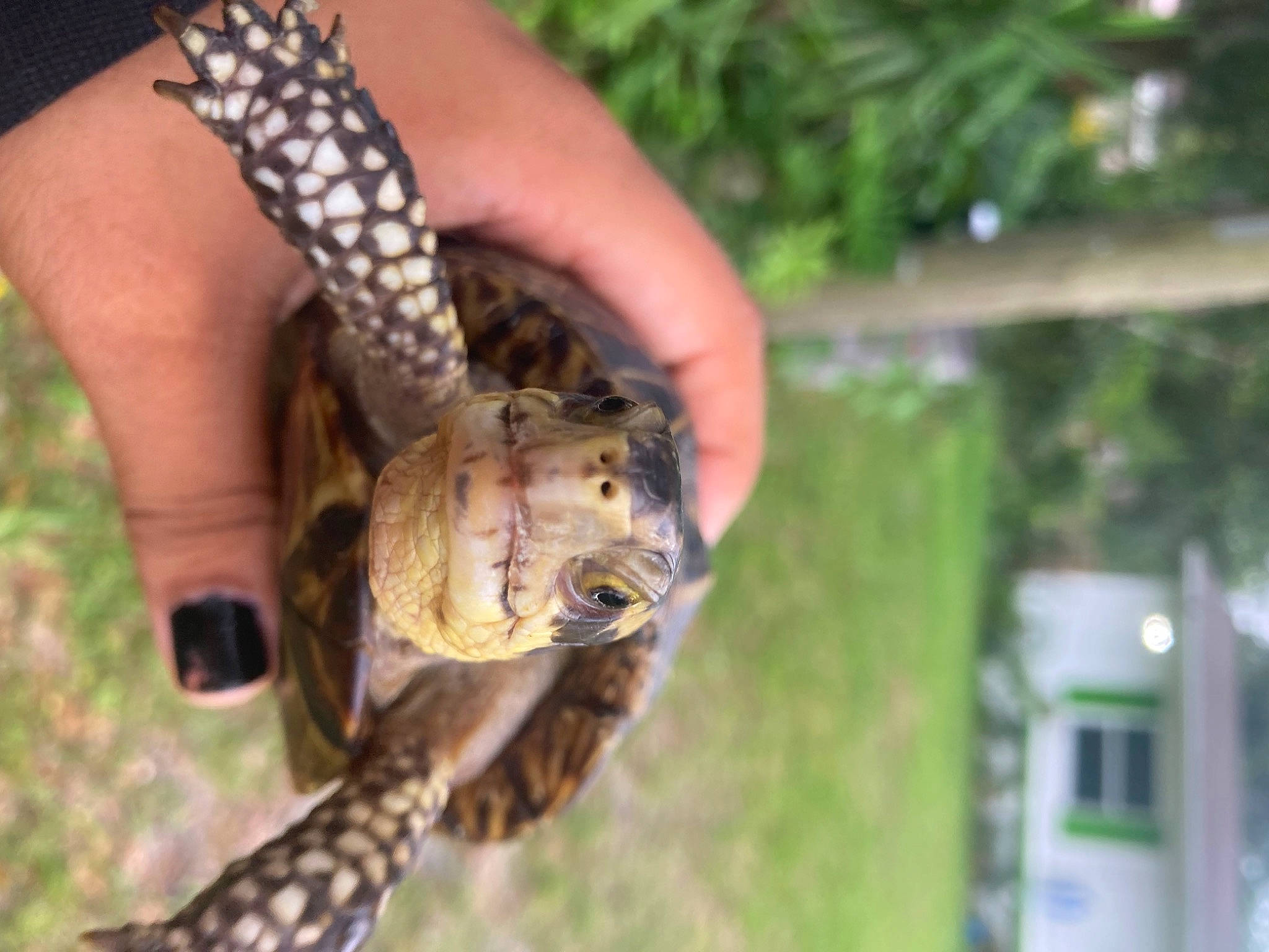 Phat Boy joined the competition — help win amazing prizes! alligator, amphibian, crocodile, fawn, grass, organism, pattern, plant, python, python_family, reptile, scaled_reptile, serpent, snake, tail, terrestrial_animal, terrestrial_plant, thumb, tortoise, wildlife_biologist