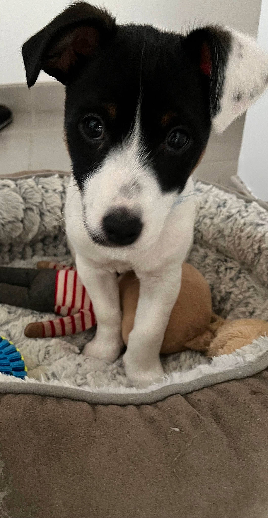 Upsy a rejoint le concours — aidez-le/la à gagner de superbes lots ! carnivore, comfort, companion_dog, dog, dog_breed, mcnab, snout, sporting_group, terrestrial_animal, whiskers, working_animal, working_dog