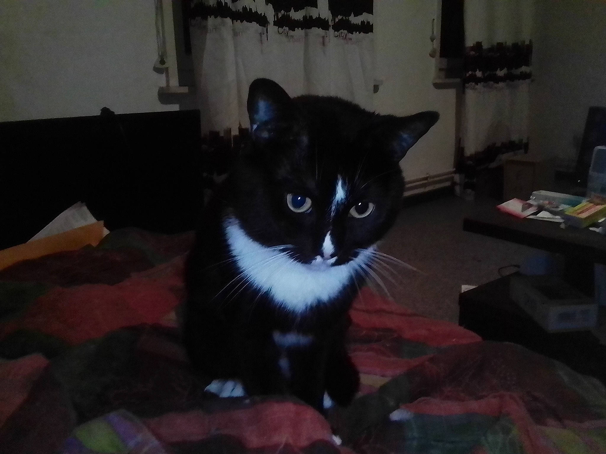 Malcolm a rejoint le concours — aidez-le/la à gagner de superbes lots ! black_cat, carnivore, cat, cat_supply, comfort, curtain, domestic_short_haired_cat, felidae, floor, flooring, fur, hardwood, houseplant, plant, room, small_to_medium_sized_cats, snout, tail, whiskers, window