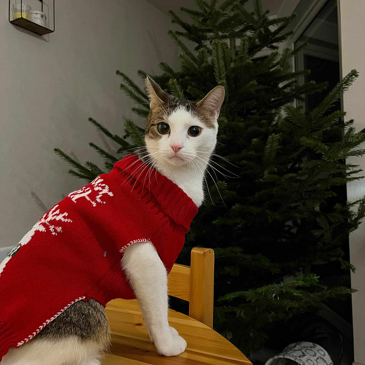 Melmane a rejoint le concours — aidez-le/la à gagner de superbes lots ! abyssinian, animal, architecture, building, cat, clothing, conifer, fir, furniture, hardwood, indoors, kitten, knitwear, manx, pet, plant, plywood, sweater, tree, wood