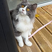 Alma participe au concours pour gagner de l'argent avec cette photo : cat, animal, pet, fluffy, grey, white, amber_eyes, curious, wooden_deck, leash, pink_leash, flower, outdoor, feline, whiskers, paws, close_up, cute, domestic_cat, looking_up