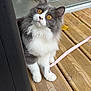 cat, animal, pet, fluffy, grey, white, amber_eyes, curious, wooden_deck, leash, pink_leash, flower, outdoor, feline, whiskers, paws, close_up, cute, domestic_cat, looking_up