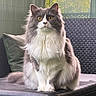 Alma participe au concours pour gagner de l'argent avec cette photo : animal, cat, chair, closeup, cushion, domestic_cat, feline, fluffy, fur, furniture, gray, looking, outdoor, pet, portrait, relaxed, sitting, white, woven, yellow_eyes
