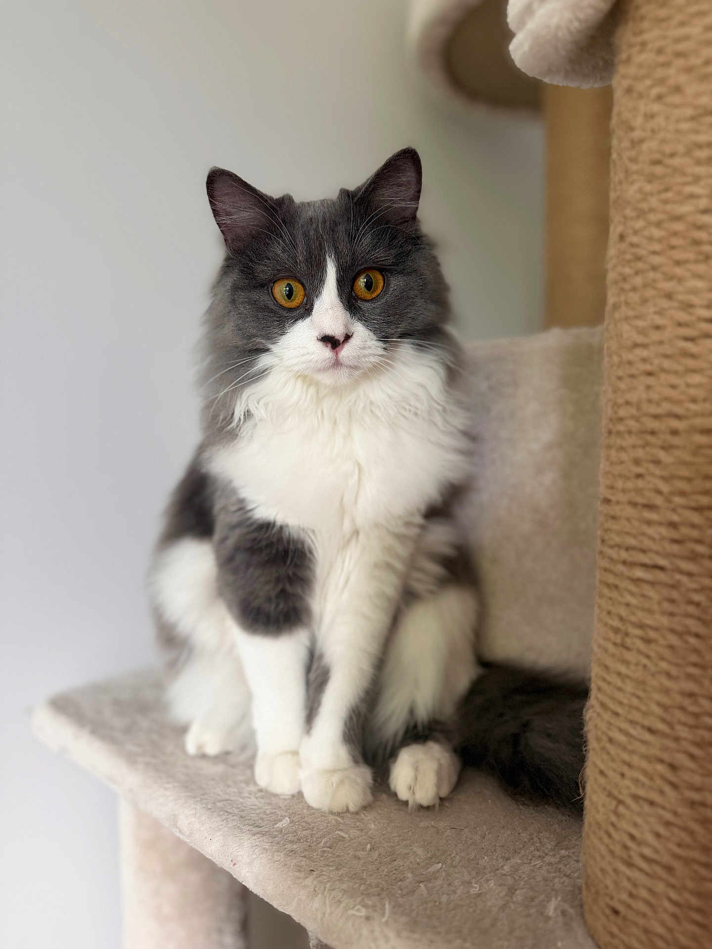 Alma participe au concours pour gagner de l'argent avec cette photo : cat, gray, white, fluffy, amber_eyes, pet, indoor, cat_tree, sitting, feline, curious, whiskers, paw, fur, animal, portrait, closeup, domestic_cat, cute, soft