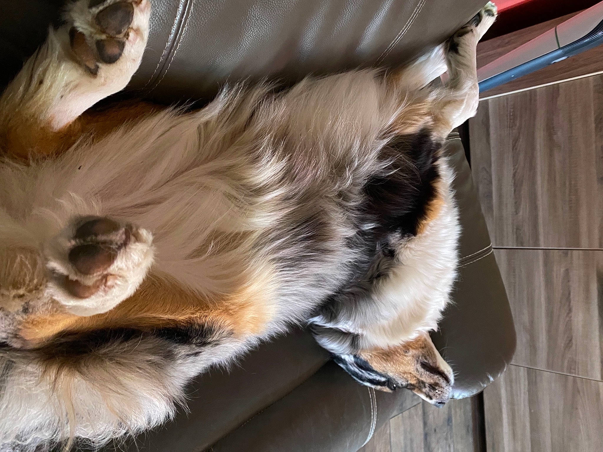 Poppy participe au concours pour gagner de l'argent avec cette photo : canidae, carnivore, claw, companion_dog, dog_breed, fashion_accessory, fawn, feather, felidae, fur, paw, small_to_medium_sized_cats, snout, sporting_group, tail, whiskers, wildlife, wing, wood