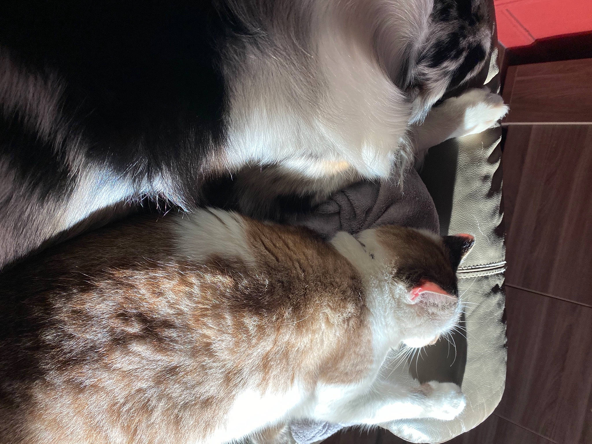 Poppy a rejoint le concours — aidez-le/la à gagner de superbes lots ! canidae, carnivore, cat, claw, comfort, dog_breed, domestic_short_haired_cat, fawn, felidae, fur, mammal, nap, paw, small_to_medium_sized_cats, snout, sporting_group, tail, vertebrate, whiskers, working_animal