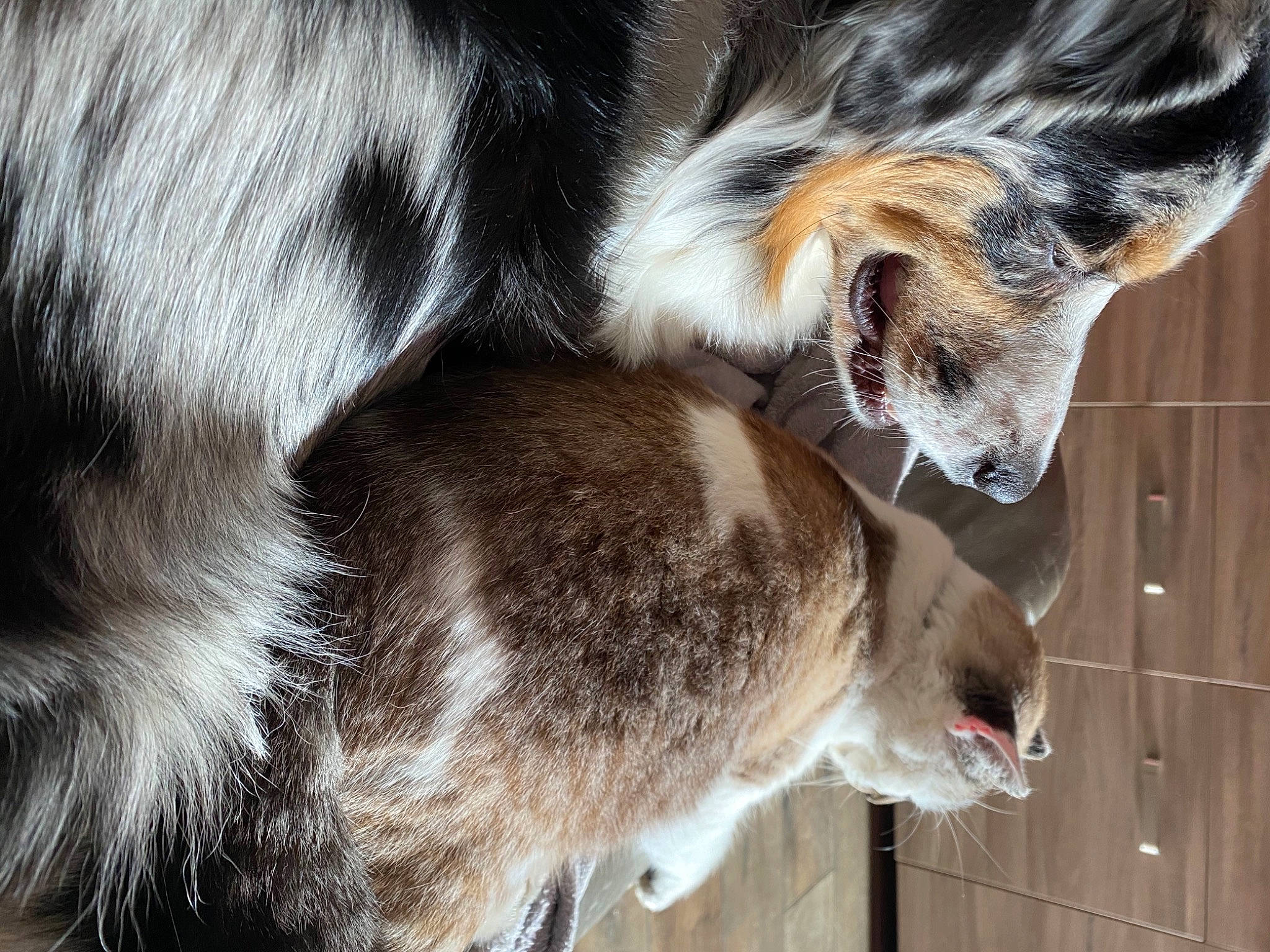 Poppy participe au concours pour gagner de l'argent avec cette photo : canidae, carnivore, claw, collar, companion_dog, dog, dog_breed, fawn, fur, herding_dog, human_leg, paw, snout, sporting_group, street_dog, tail, terrestrial_animal, whiskers, wood, working_animal