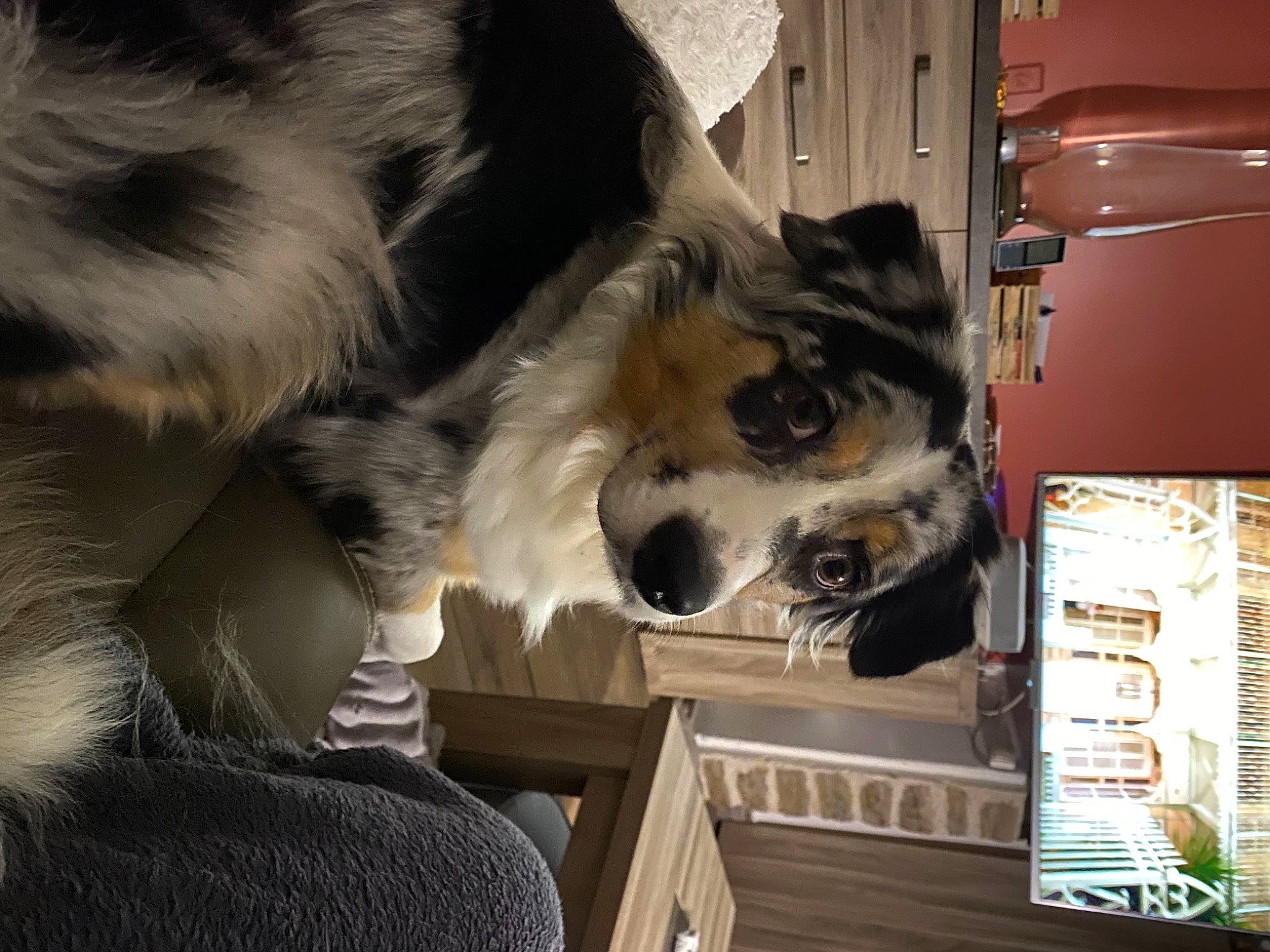 Poppy participe au concours pour gagner de l'argent avec cette photo : canidae, carnivore, companion_dog, dog, dog_breed, dog_supply, fawn, felidae, fur, herding_dog, mammal, paw, scotch_collie, small_to_medium_sized_cats, sporting_group, toy_dog, vertebrate, whiskers, working_animal, working_dog