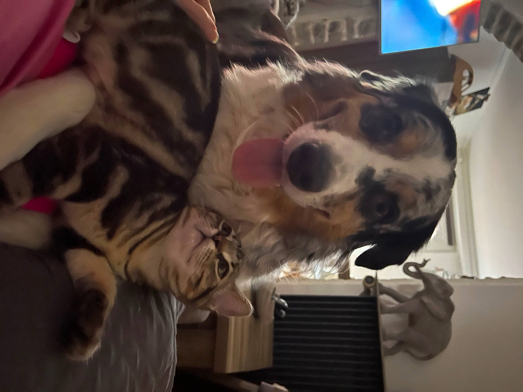 Rio a rejoint le concours — aidez-le/la à gagner de superbes lots ! bone, canidae, carnivore, companion_dog, dalmatian, dog, dog_breed, eyewear, fawn, felidae, fur, guard_dog, non_sporting_group, skull, small_to_medium_sized_cats, snout, sporting_group, whiskers, working_animal