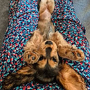 Bahia a rejoint le concours — aidez-le/la à gagner de superbes lots ! adorable, animal, cute, dog, dress, ears, floor, floral_pattern, fluffy, indoor, lap, legs, lying_down, mammal, paws, person, pet, puppy, relaxed, young