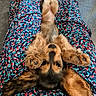 adorable, animal, cute, dog, dress, ears, floor, floral_pattern, fluffy, indoor, lap, legs, lying_down, mammal, paws, person, pet, puppy, relaxed, young