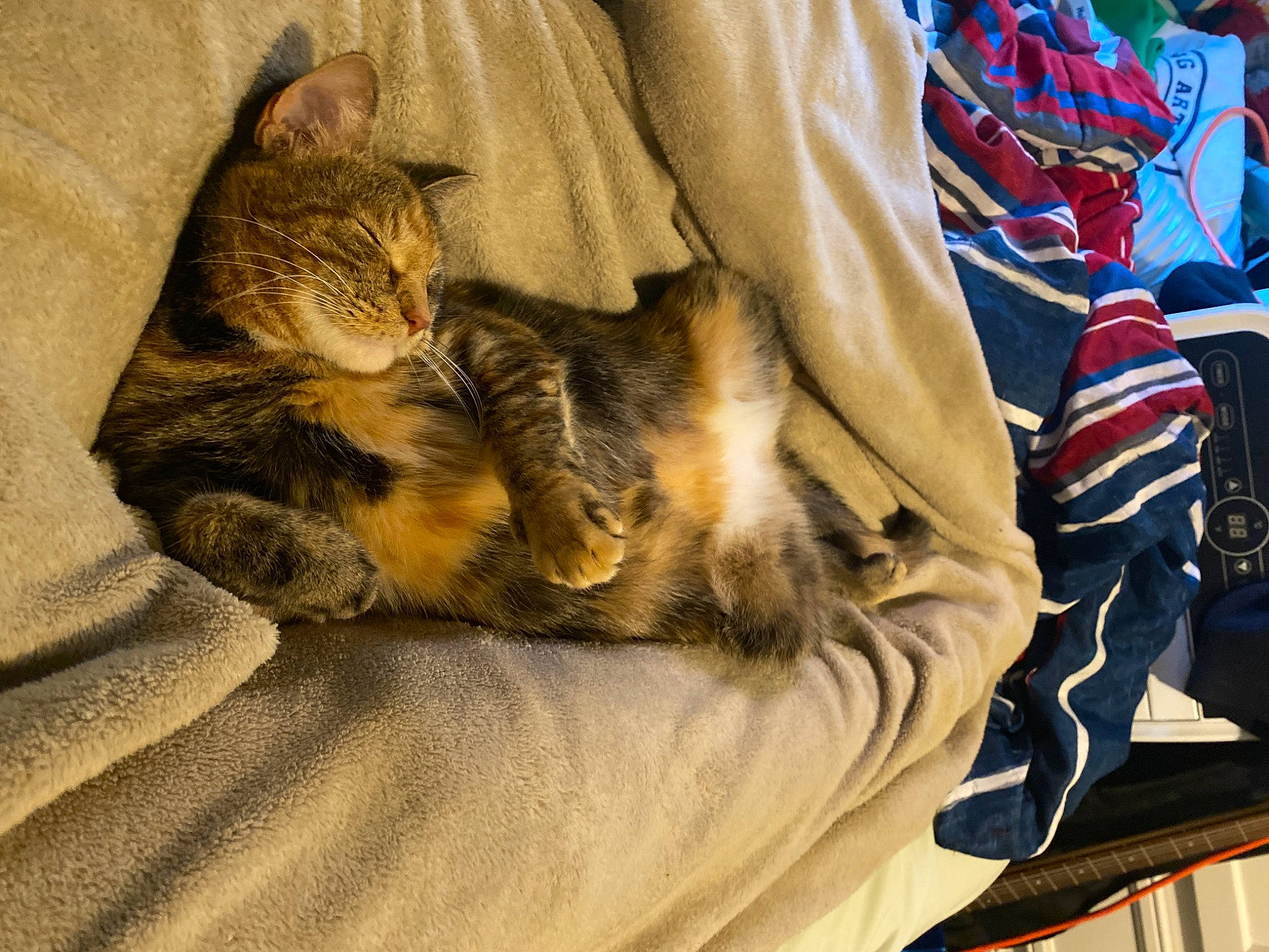 Iggy is registered to the contest to win money with this photo: bed_sheet, bedding, carnivore, cat, claw, comfort, domestic_short_haired_cat, felidae, flag, flag_of_the_united_states, fur, human_leg, linens, nap, paw, sleep, small_to_medium_sized_cats, tail, whiskers, wood