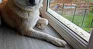 Ai Go a rejoint le concours — aidez-le/la à gagner de superbes lots ! animal, backyard, calm, companion, daylight, dog, ears, fence, fur, gazing, indoor, nose, paws, pet, rainy, relaxed, sitting, whiskers, window, wooden_floor