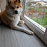 Ai Go a rejoint le concours — aidez-le/la à gagner de superbes lots ! animal, backyard, calm, companion, daylight, dog, ears, fence, fur, gazing, indoor, nose, paws, pet, rainy, relaxed, sitting, whiskers, window, wooden_floor