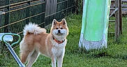 Ai Go participe au concours pour gagner de l'argent avec cette photo : animal, collar, cute, daylight, dog, fence, fluffy, fur, grass, green, leisure, nature, outdoor, pet, playground, seesaw, slide, summer, wood, yard