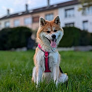 Ai Go participe au concours pour gagner de l'argent avec cette photo : animal, blurred_background, canine, cute, daylight, dog, ears_up, fur, grass, greenery, happy, harness, house, mammal, nature, outdoor, pet, residential, sitting, tongue_out