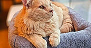 Aka a rejoint le concours — aidez-le/la à gagner de superbes lots ! animal, cat, cat_perch, cozy, domestic_cat, ears, feline, fluffy, fur, home, indoor, looking_away, orange_cat, paws, pet, relaxed, resting, soft, whiskers, window