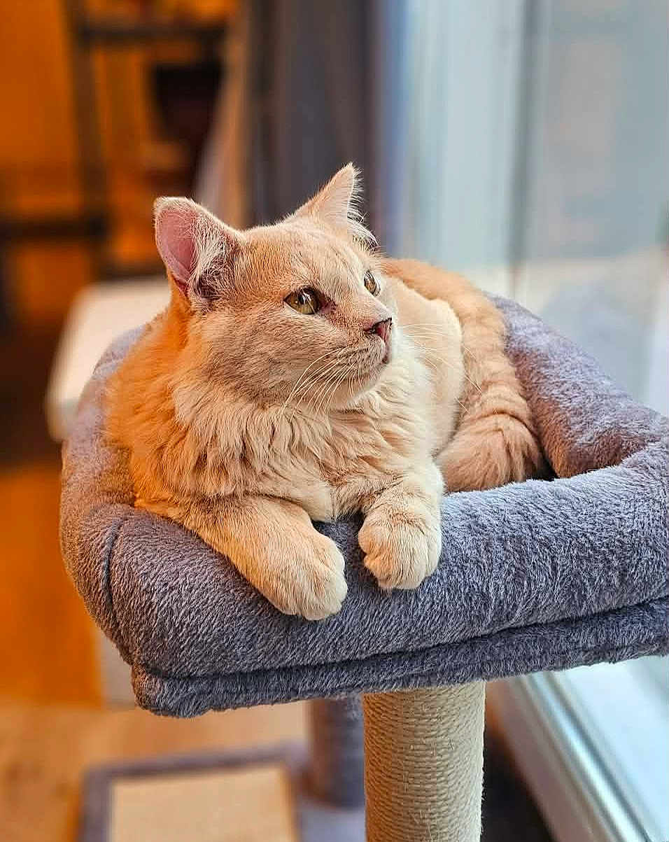 Aka a rejoint le concours — aidez-le/la à gagner de superbes lots ! cat, orange_cat, fluffy, cat_perch, indoor, pet, feline, window, resting, cozy, fur, animal, domestic_cat, looking_away, soft, relaxed, whiskers, ears, paws, home