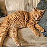 Aka participe au concours pour gagner de l'argent avec cette photo : cat, corduroy, couch, cozy, ears, feline, fluffy, fur, home, indoors, orange_cat, paws, pet, pillow, portrait, relaxed, sleeping, sofa, tabby, whiskers