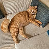 animal, cat, corduroy, couch, fluffy, fur, home, indoor, living_room, lounging, orange_cat, paw, pet, pillow, portrait, relaxed, sitting, sleeping, sofa, tail