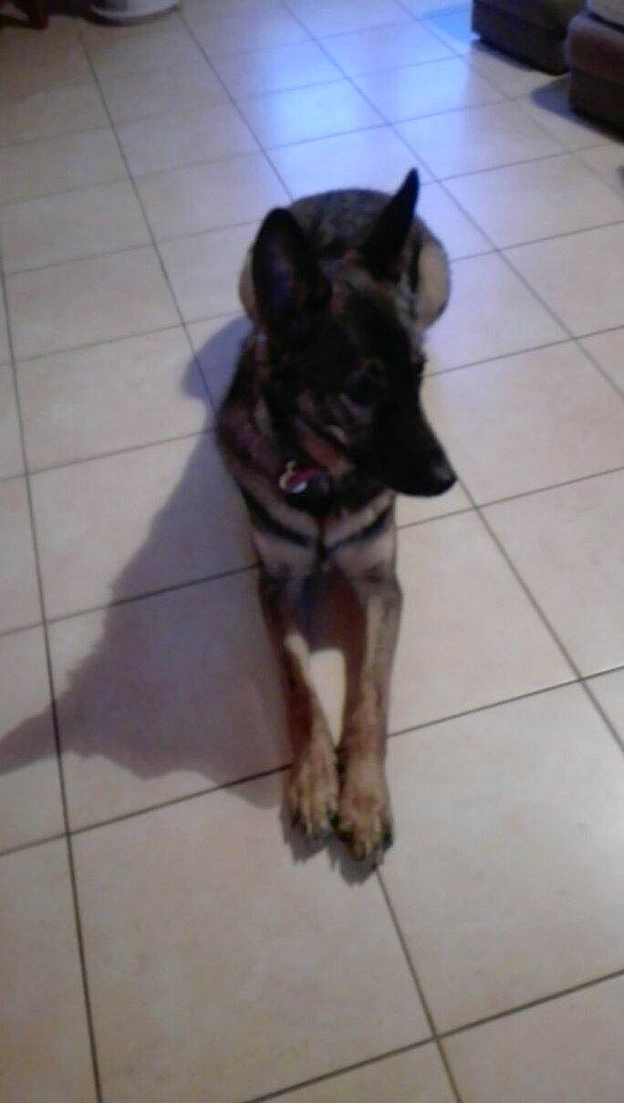 Mak participe au concours pour gagner de l'argent avec cette photo : canidae, carnivore, companion_dog, dog, dog_breed, fawn, felidae, floor, flooring, fur, liver, paw, pet_supply, small_to_medium_sized_cats, snout, sporting_group, tail, terrestrial_animal, tile_flooring, working_animal