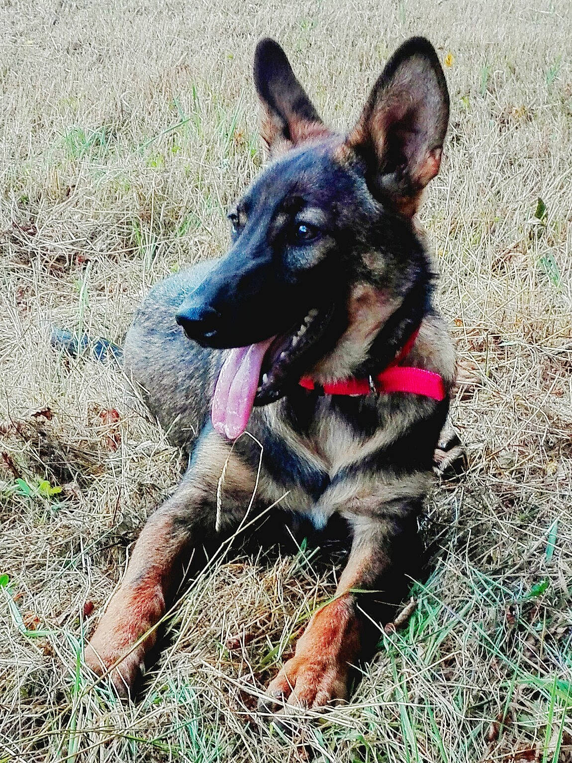 Mak participe au concours pour gagner de l'argent avec cette photo : canidae, carnivore, companion_dog, dog, dog_breed, dog_supply, east_european_shepherd, german_shepherd_dog, grass, guard_dog, herding_dog, snout, soil, sporting_group, terrestrial_animal, working_animal, working_dog