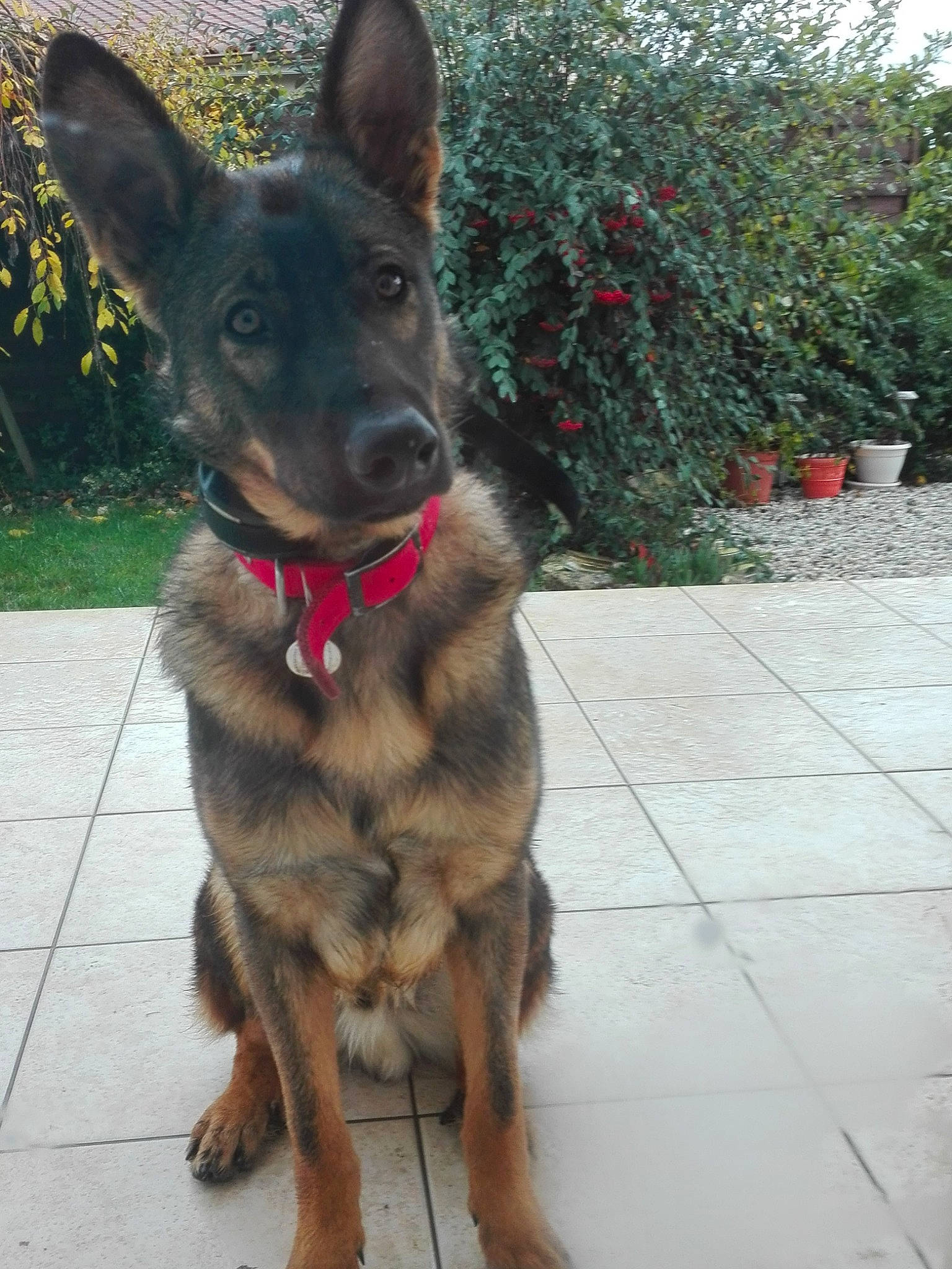 Mak participe au concours pour gagner de l'argent avec cette photo : canidae, carnivore, collar, companion_dog, dog, dog_breed, dog_collar, dog_supply, fawn, flowerpot, fur, guard_dog, houseplant, liver, plant, snout, sporting_group, tail, working_animal, working_dog