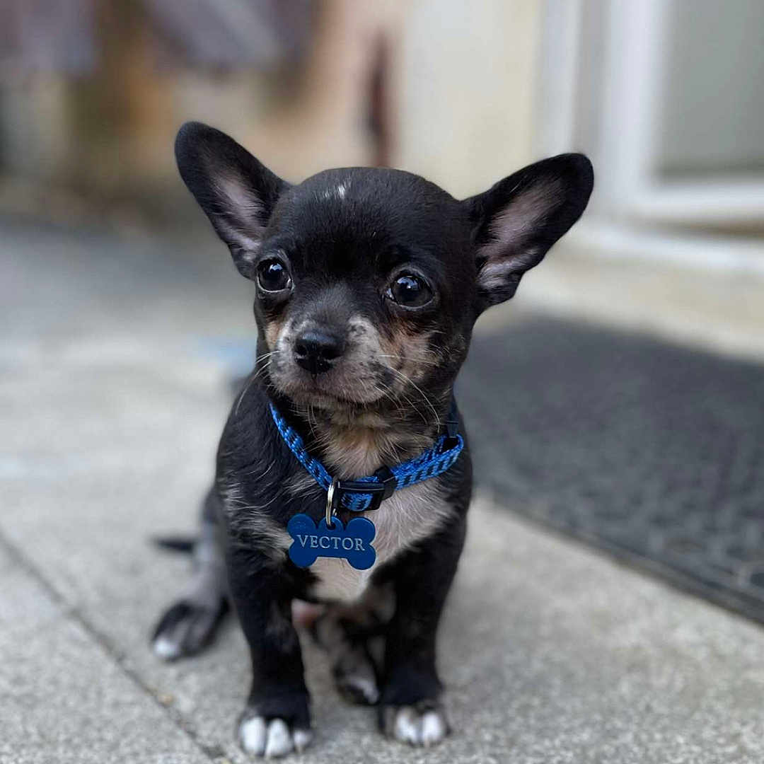 Vector participe au concours pour gagner de l'argent avec cette photo : accessories, animal, bulldog, canine, chihuahua, collar, dog, frenchbulldog, leash, pet, puppy, snout, strap