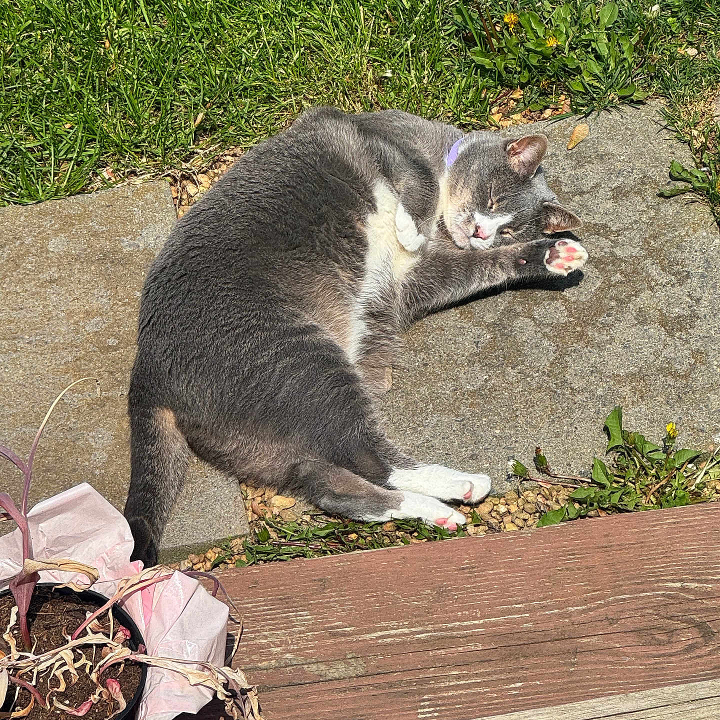 Tinsle is registered to the contest to win money with this photo: animal, cat, cute, daylight, feline, garden, grass, gray_cat, nature, outdoor, paw, pet, potted_plant, relaxed, sleeping, stone_path, sunbathing, sunlight, whiskers, white_paws