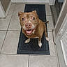 Victoria Bowser joined the competition — help win amazing prizes! dog, brown_dog, white_paws, happy_dog, smiling, pet, indoor, tile_floor, rug, hallway, looking_up, canine, domestic_animal, friendly, animal, companion, cute, playful, ears, tail