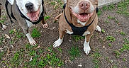 Victoria Bowser is registered to the contest to win money with this photo: dog, canine, pet, outdoor, grass, sidewalk, harness, smiling, happy, brown_dog, white_dog, two_dogs, ears, tongue, eyes, leash, nature, playful, friendly, animal