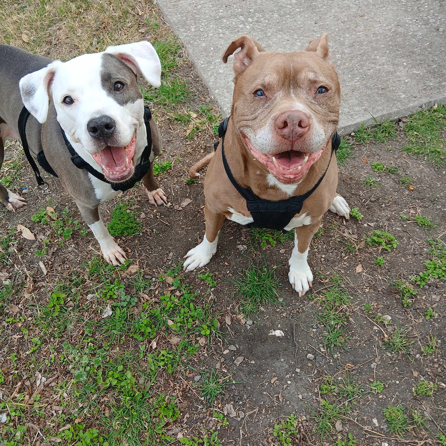Victoria Bowser is registered to the contest to win money with this photo: dog, canine, pet, outdoor, grass, sidewalk, harness, smiling, happy, brown_dog, white_dog, two_dogs, ears, tongue, eyes, leash, nature, playful, friendly, animal