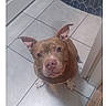 Victoria Bowser joined the competition — help win amazing prizes! dog, brown_dog, pet, floor, tile_floor, kitchen, curious, looking_up, ears_up, indoors, white_paws, waiting, animal, companion, cute, domestic, floor_tile, curtain, appliance, canine