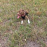 Victoria Bowser is registered to the contest to win money with this photo: animal, brown_dog, canine, collar, daylight, dog, dry_grass, field, grass, happy, harness, laying_down, nature, outdoor, panting, pet, plants, summer, tongue_out, white_paws
