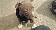 Victoria Bowser joined the competition — help win amazing prizes! black_clothing, brown, canine, carpet, curious, cute, dog, domestic, ears, floor, fur, indoor, person_leg, pet, puppy, sitting, small_dog, sweater, white_paws, young_dog