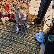 Victoria Bowser is registered to the contest to win money with this photo: dog, brown_dog, white_paws, toy, blanket, striped_rug, fan, tile_floor, indoor, pet, plush_toy, cozy, looking_up, ears_up, floor, candle, cord, home, cute, pet_bed