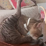 Mr. Sb Spicy Balz is registered to the contest to win money with this photo: animal, cat, collar, couch, cozy, cute, domestic, fur, furniture, grooming, home, indoor, pet, pillow, playful, relaxed, striped, tabby, table, whiskers
