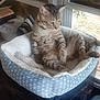 cat, tabby_cat, pet_bed, indoor, window, furniture, cozy, relaxed, animal, mammal, resting, fur, striped, looking_away, soft, home, daylight, domestic_animal, comfort, seated