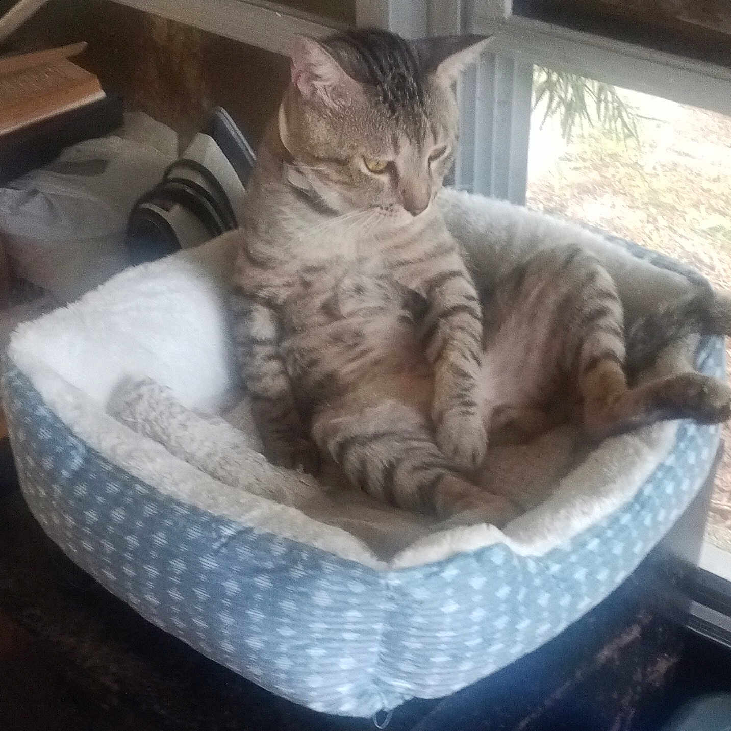 Mr. Sb Spicy Balz is registered to the contest to win money with this photo: animal, cat, comfort, cozy, daylight, domestic_animal, fur, furniture, home, indoor, looking_away, mammal, pet_bed, relaxed, resting, seated, soft, striped, tabby_cat, window