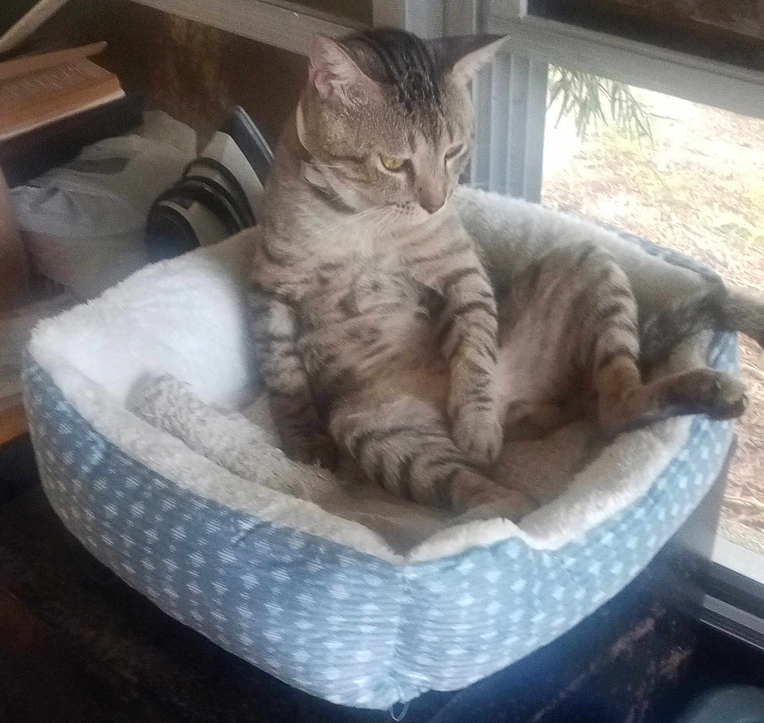 Mr. Sb Spicy Balz is registered to the contest to win money with this photo: cat, tabby_cat, pet_bed, indoor, window, furniture, cozy, relaxed, animal, mammal, resting, fur, striped, looking_away, soft, home, daylight, domestic_animal, comfort, seated