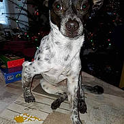 Rapido a rejoint le concours — aidez-le/la à gagner de superbes lots ! dog, small_dog, black_and_white, indoor, table, christmas_tree, holiday, decorations, lights, curious, pet, animal, fur, face, ears, eyes, nose, legs, paws, background